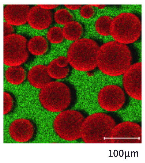 TOF-SIMSのマッピング像（赤・緑の二色で成分分布を示した像、スケールバー100µm）